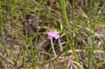 San Antonio false foxglove